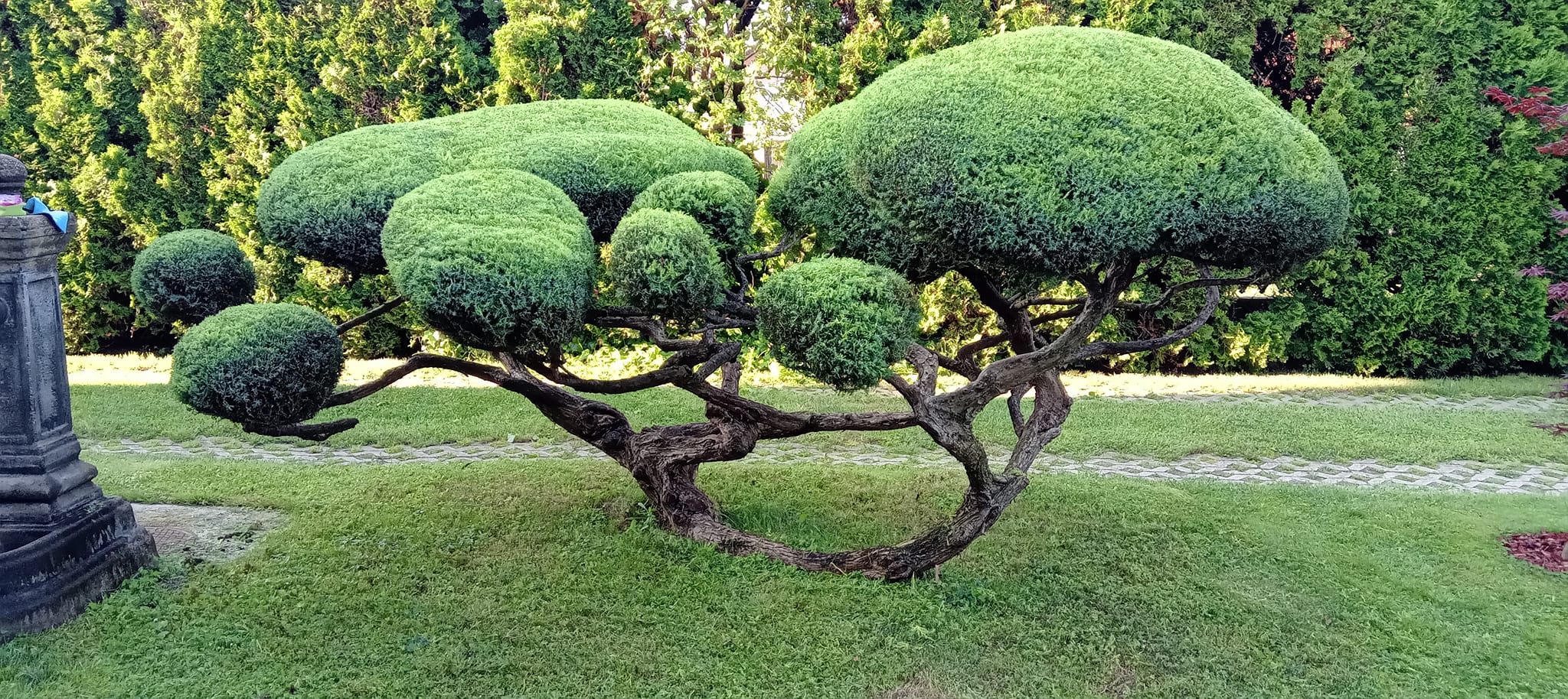Cloud-pruned topiary u privatnom vrtu